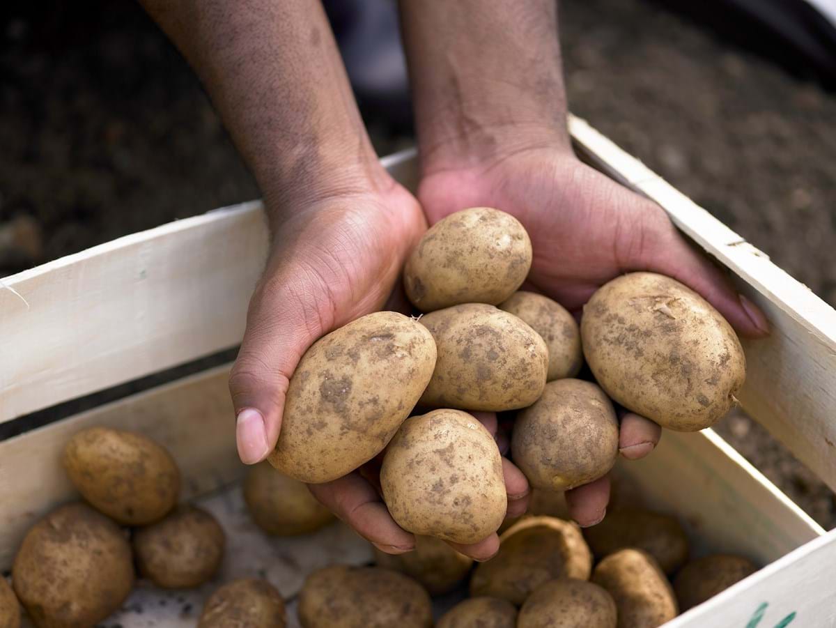 A man holding muddy potatoes